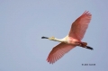 Roseate-Spoonbill;Spoonbill;Breeding-Plumage;Flight;Flying-bird;One-animal;Close